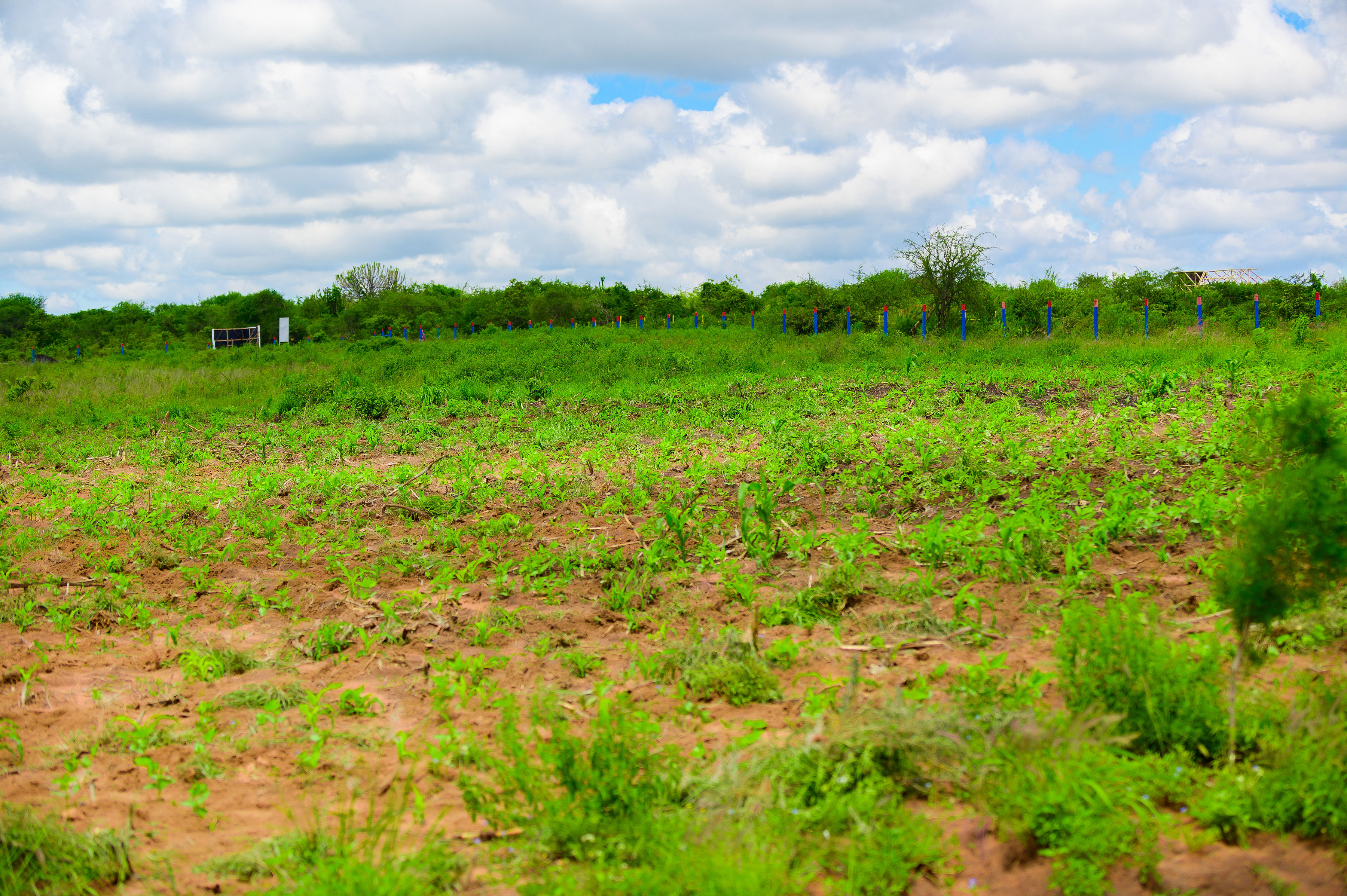 AGRICITY MALINDI