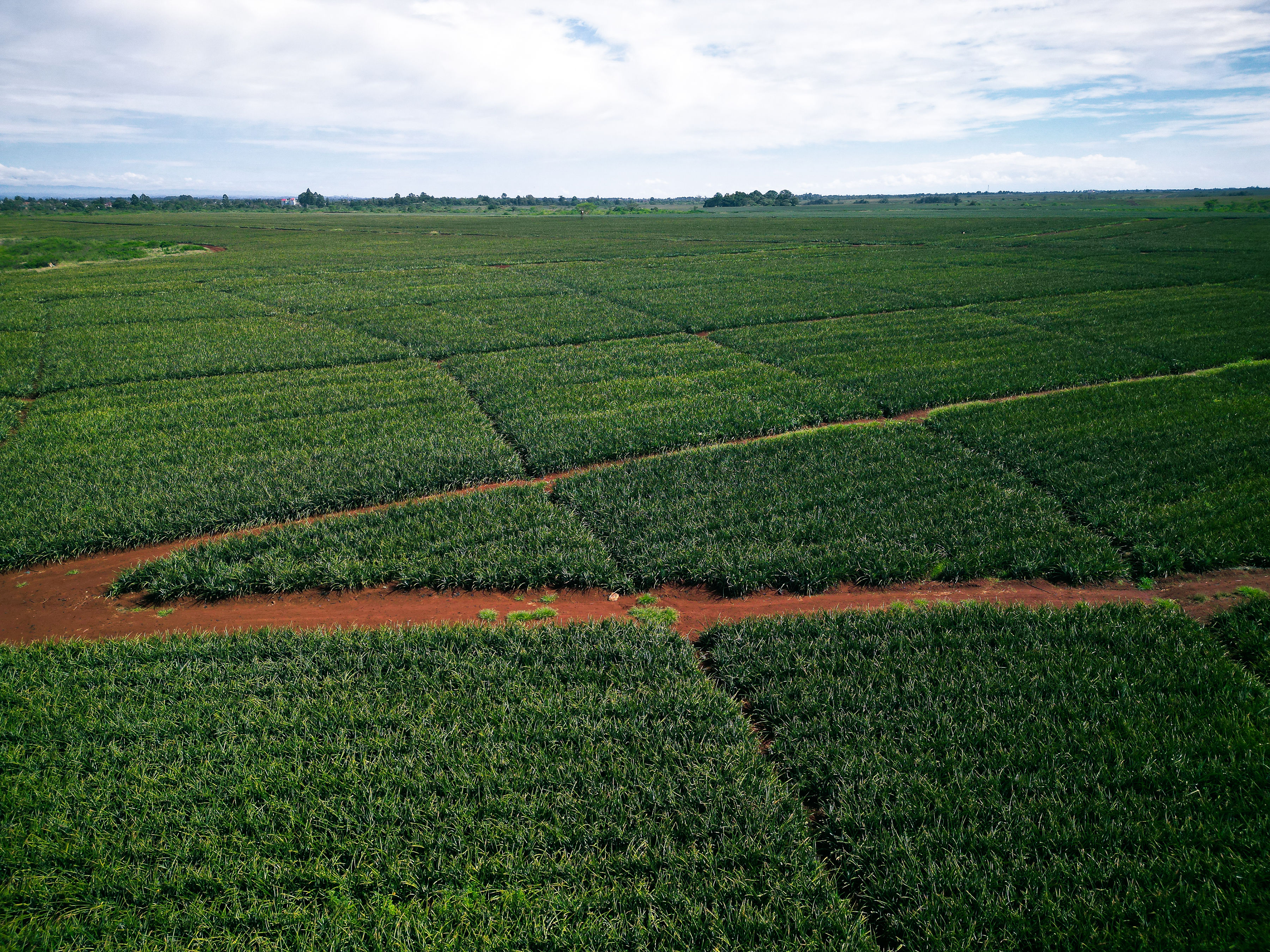 DIASPORA GARDEN MALINDI